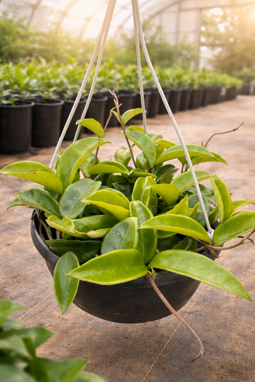Hoya Carnosa (Wax Plant)
