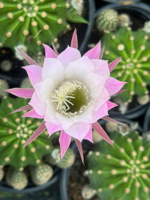 Easter lily cactus