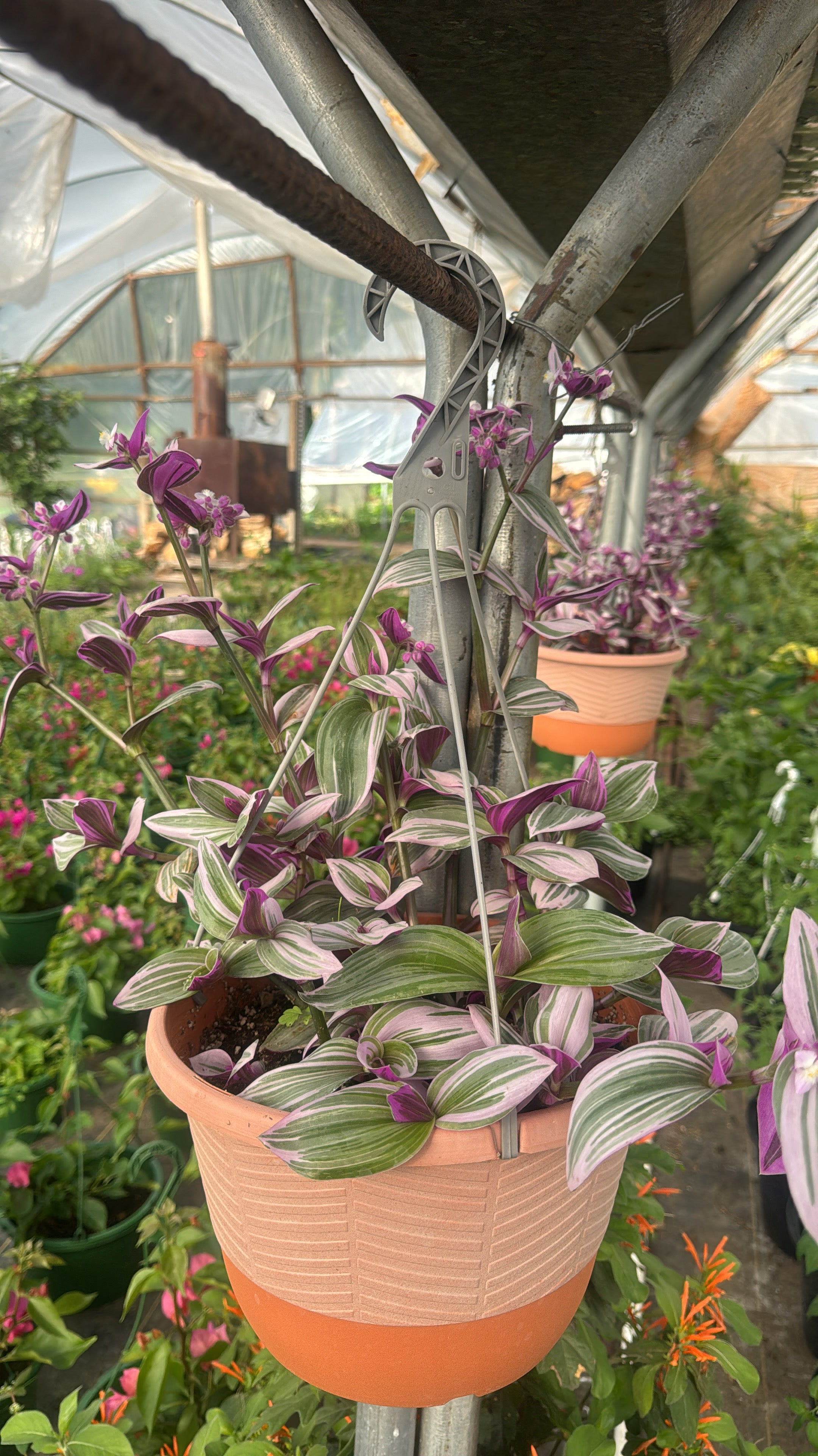 Tradescantia ‘pink nanouk’