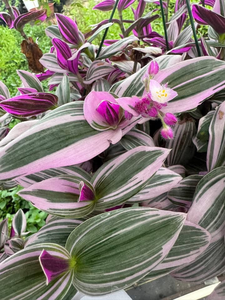 Tradescantia ‘pink nanouk’
