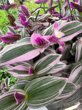 Tradescantia ‘pink nanouk’