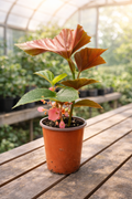 Angel Wing Begonia