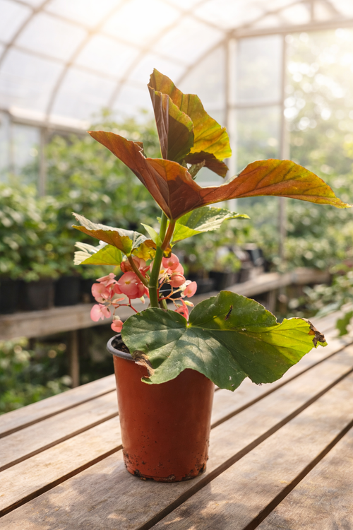 Angel Wing Begonia