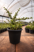 Dwarf Jade (Elephant Bush)