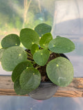 Pilea Peperomioides (Chinese Money Plant) 🌿