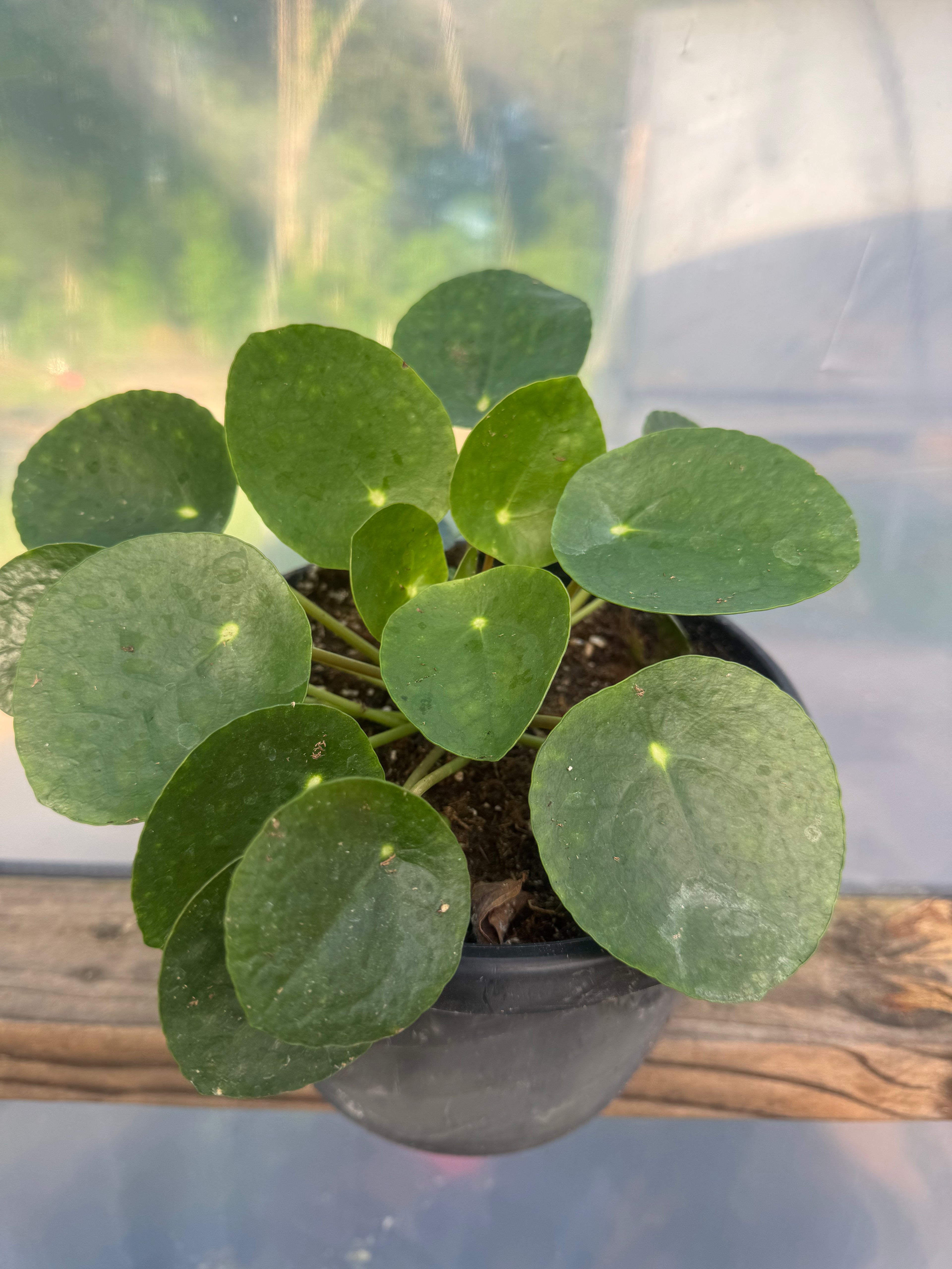 Pilea Peperomioides (Chinese Money Plant) 🌿