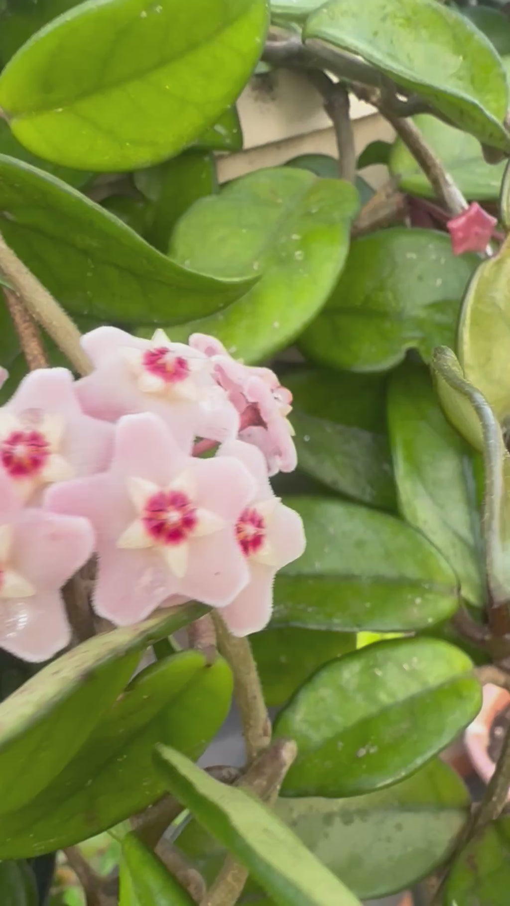 Hoya Carnosa (Wax Plant)