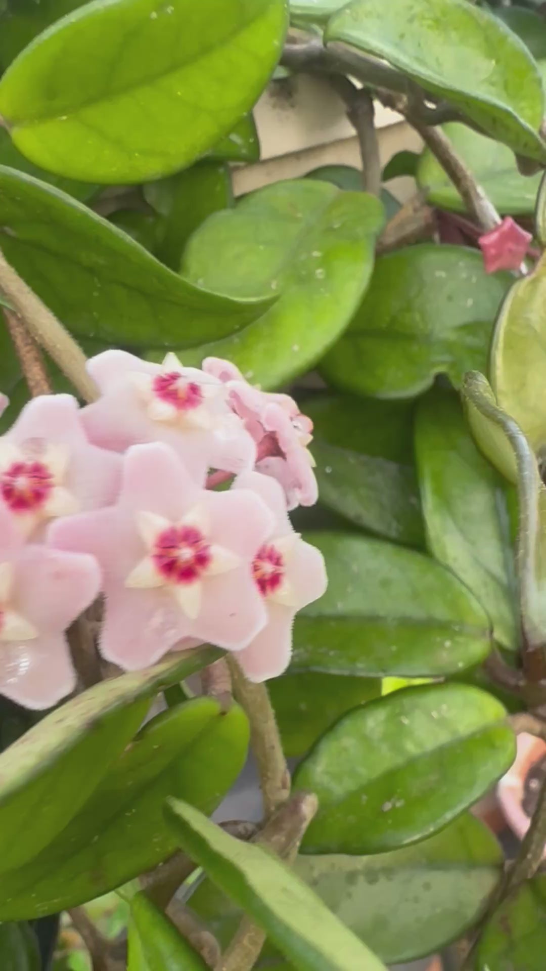 Hoya Carnosa (Wax Plant)