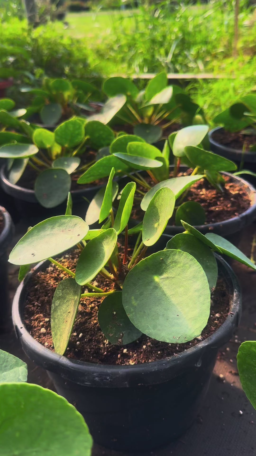 Pilea Peperomioides (Chinese Money Plant) 🌿